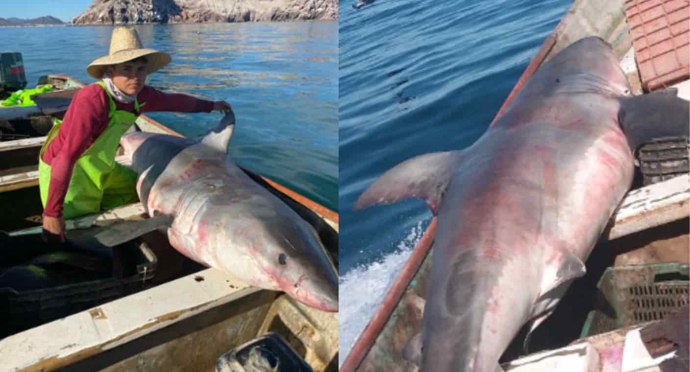 Pescan por accidente un tiburón blanco de 2 metros en Bahía de Kino, Sonora