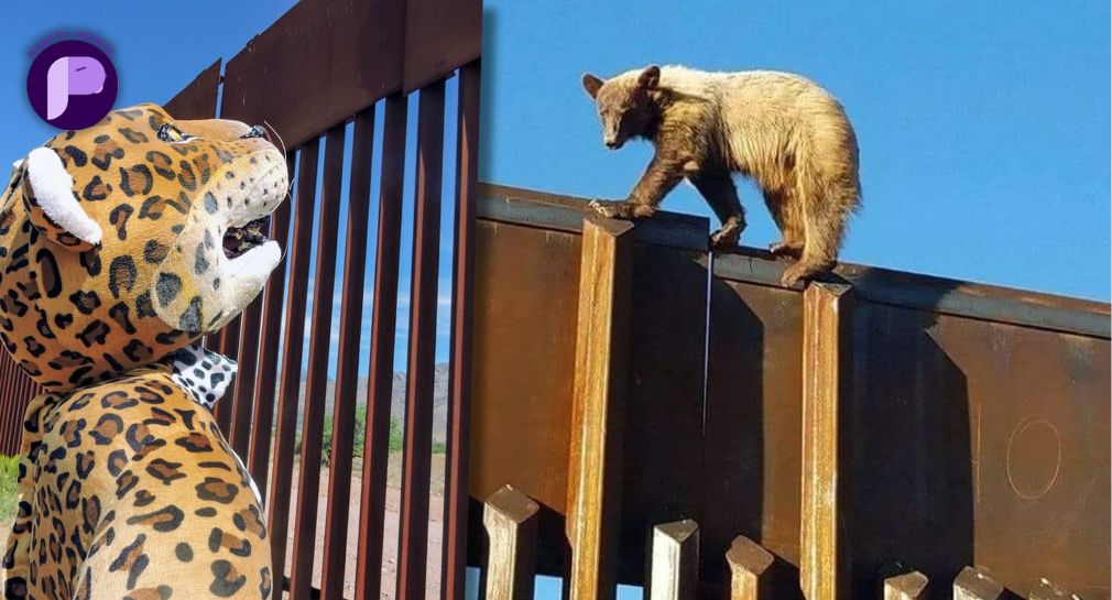 Animales sin visa: Oso negro intenta pasar frontera Sonora-Arizona, muro impide el movimiento natural de flora y fauna del área, señala especialista