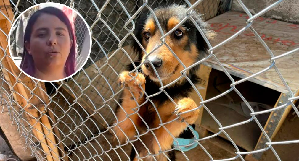 Karla Ledesma, de ‘Patitas Unidas’, pide apoyo para mantener y tratar a perritos enfermos en su refugio, en Hermosillo