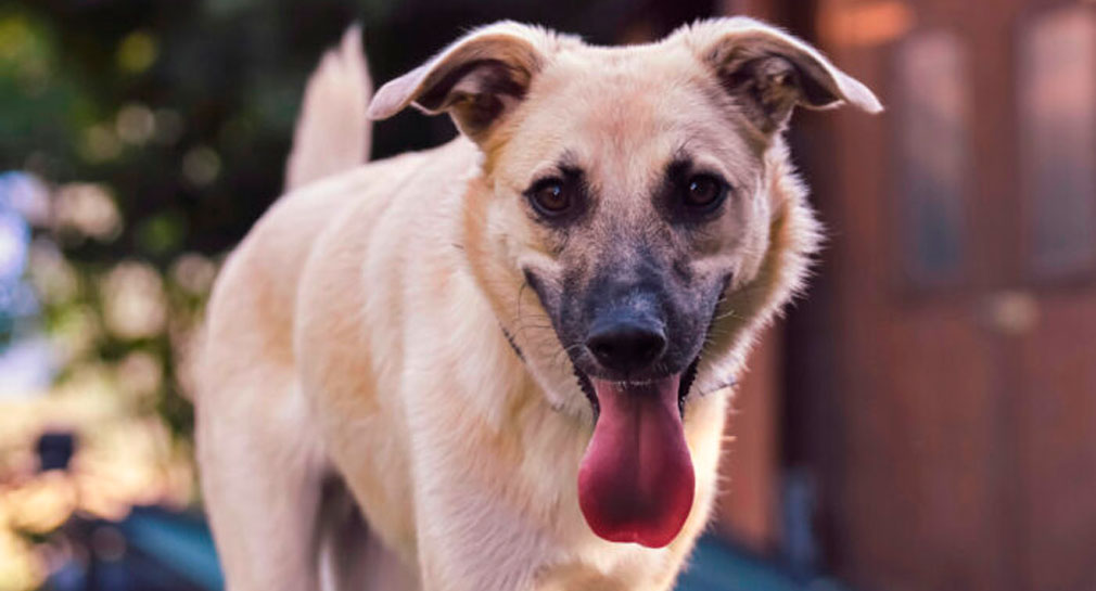 Interactuar con perros aumenta las ondas cerebrales ligadas al alivio del estrés: Estudio