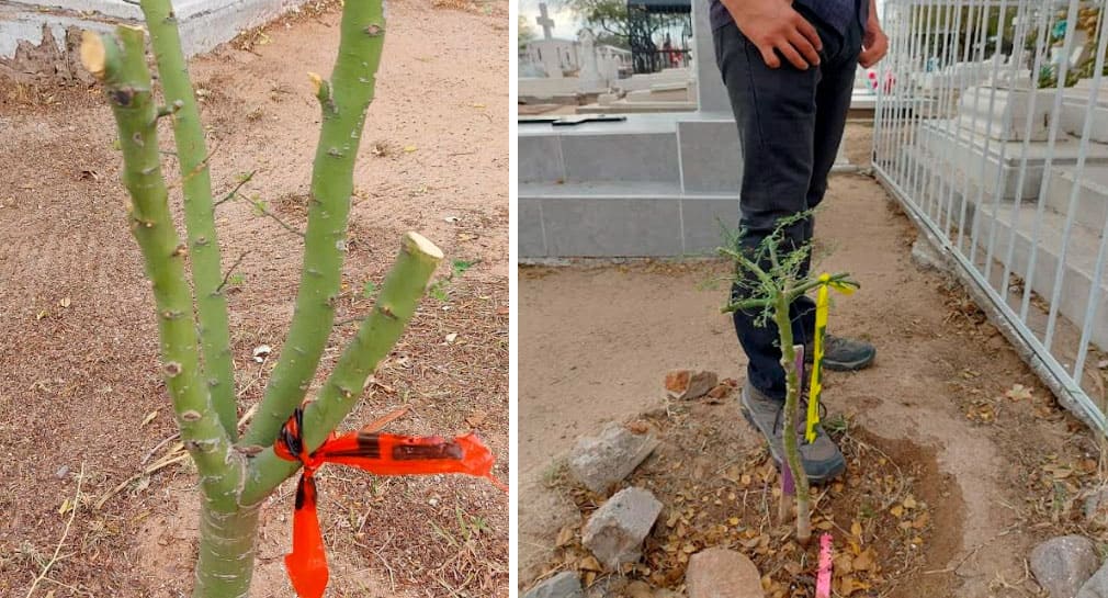 Denuncia Caminantes del Desierto que trabajadores de limpieza dañaron árboles plantados y jardín polinizador en Panteón Yáñez de Hermosillo