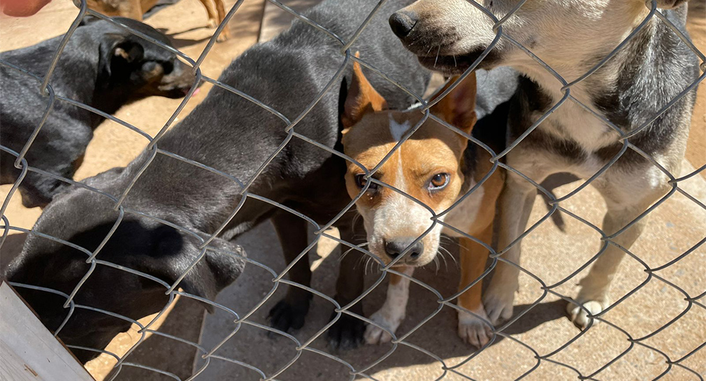 Refugio de Hermosillo “Dejando Huellas en tu corazón” pide apoyo para sus 43 cachorros