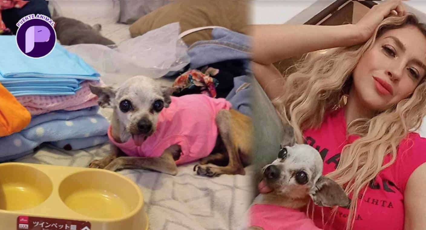 La perrita ‘Nana’ fue localizada por María Saldaña y le diagnosticaron enfermedades, en Hermosillo; busca apoyo económico y en especie