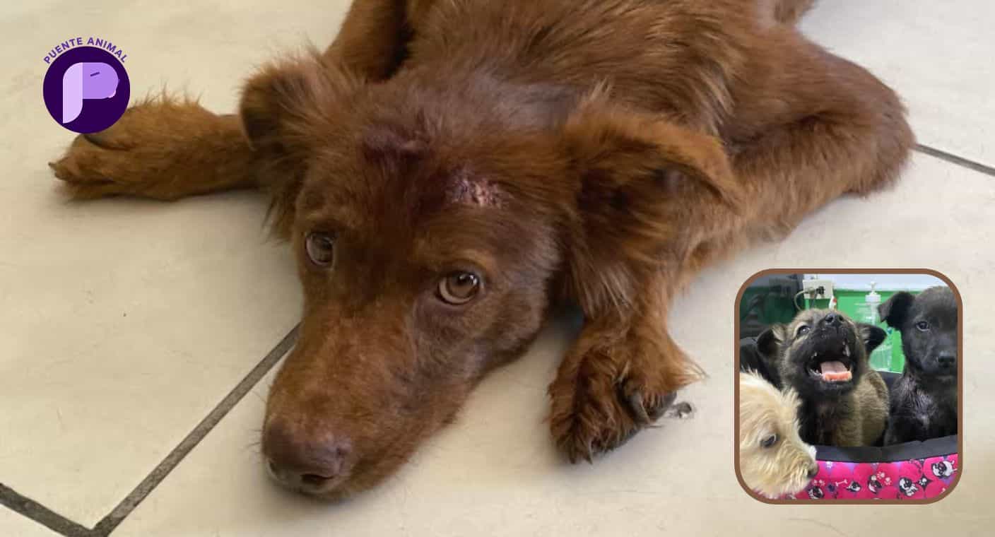 Solicita rescatista en Hermosillo apoyo para Victoria, una perrita rescatada y sus cachorros con problemas de salud