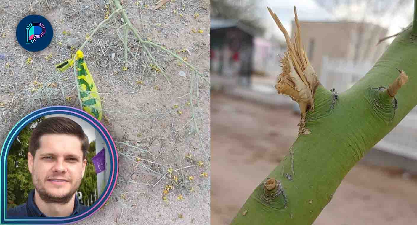 Responde Ayuntamiento a denuncia por daños a árboles en Panteón Yáñez en Hermosillo