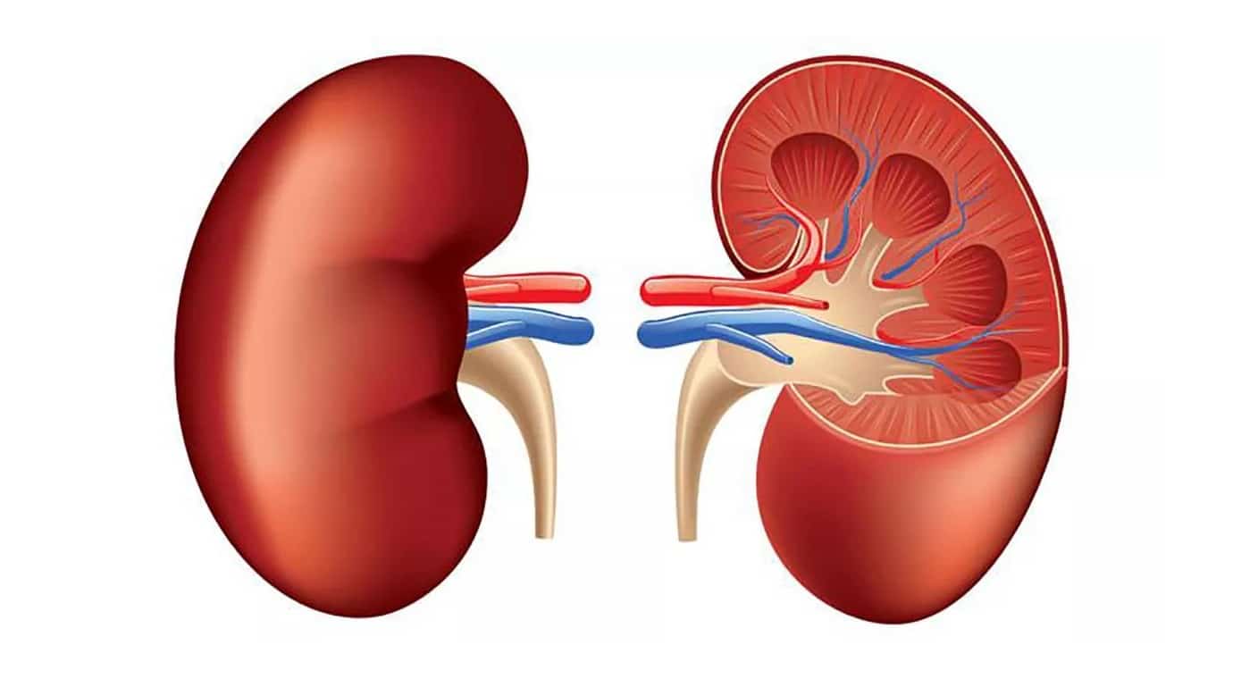 10% de la población en el mundo padece alguna enfermedad renal: OPS