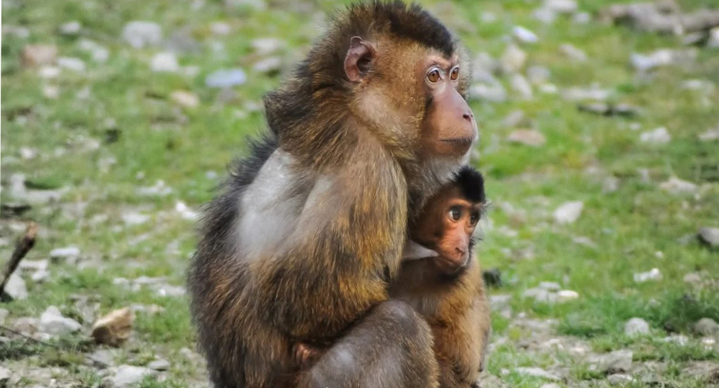 Hong Kong presenta el primer caso humano del mortal virus B tras mordida de mono salvaje