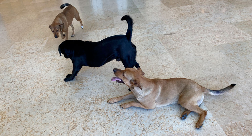 Negrito, Canelito, Galletita y Solovino, cuatro obras de arte caninas que cuidan MUSAS en Hermosillo