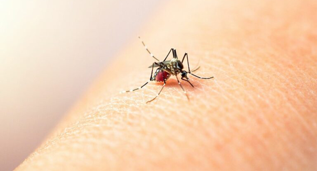 Salud Sonora emite recomendaciones para prevenir el dengue en sus viviendas
