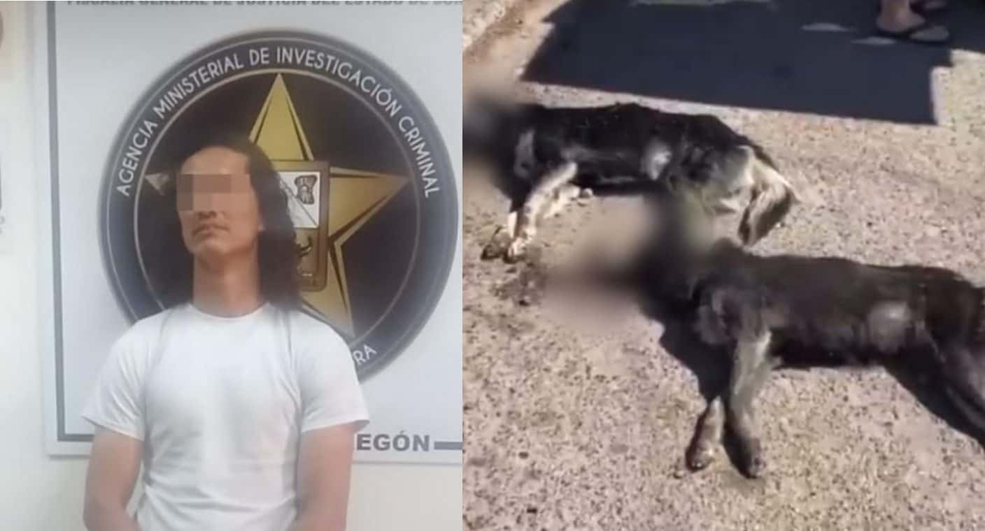Vinculan a proceso a hombre por matar dos perros en Cajeme