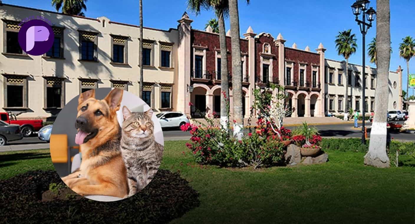 Realizarán estudiantes de veterinaria jornada de salud animal en Unison