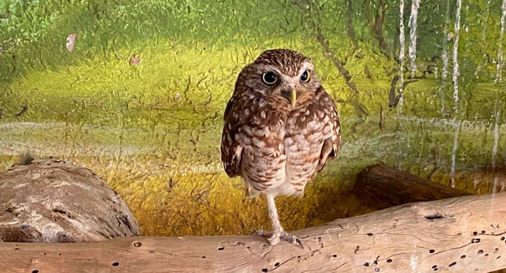 Centro Ecológico de Sonora cuenta con más de 70 animales rescatados por Profepa