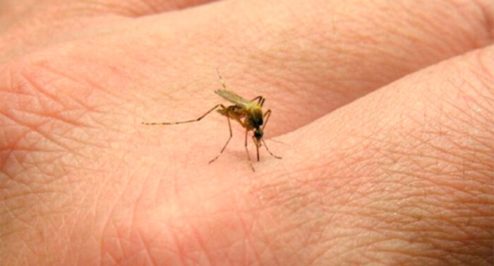 Brasil reporta más de cinco millones de casos de dengue en 2024