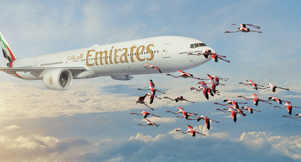 Mueren flamencos al chocar con un avión de Emirate Airways en Bombay, India