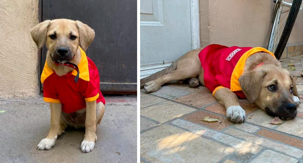 Dan en adopción al perrito Luke, vestido en uniforme de cajero de Oxxo, en Hermosillo