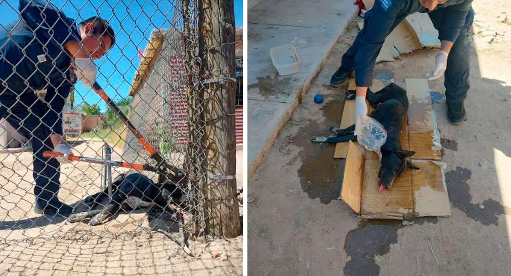 Liberan policías a perro deshidratado y atorado en cerco de colonia Arcoíris de Hermosillo