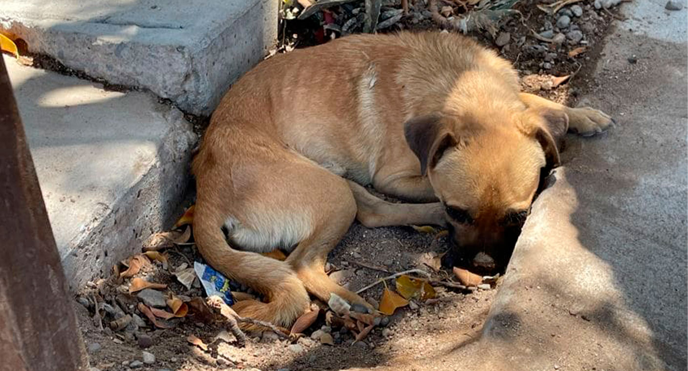 Denuncian Problema De Salud Pública Por Presencia De Perros Callejeros