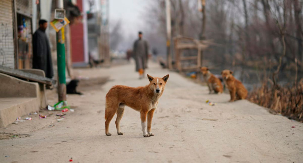 Podrían sacrificar en Turquía a 4 millones de perros callejeros si no se les encuentra dueño