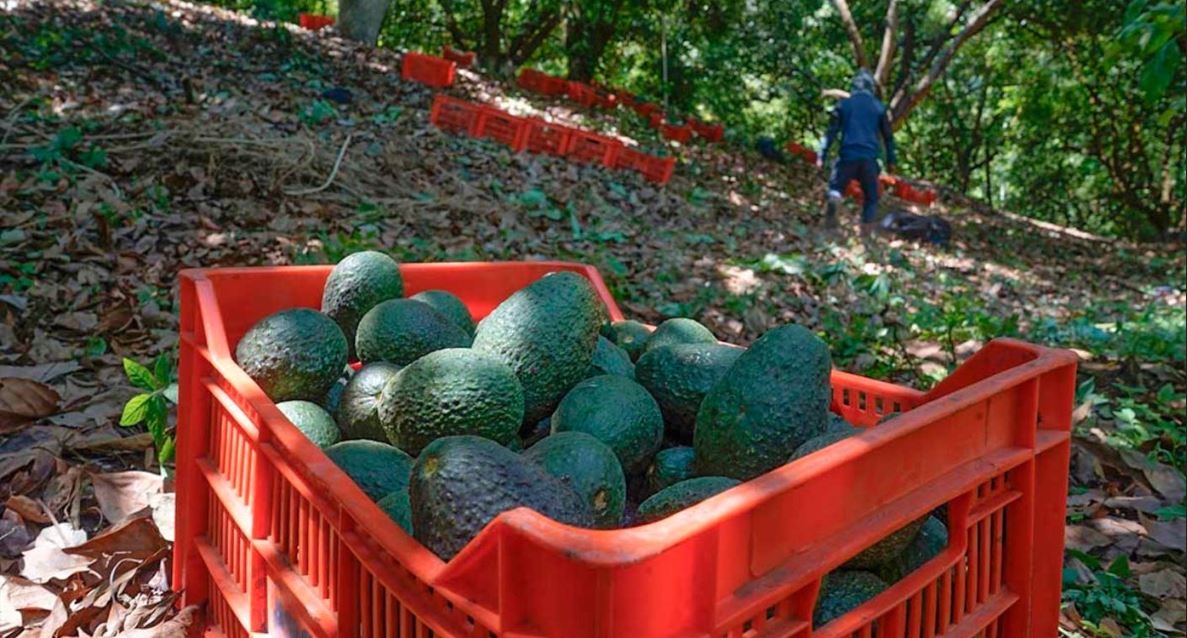 Reinician inspecciones de aguacate y mango en EE. UU tras inspecciones en Michoacán