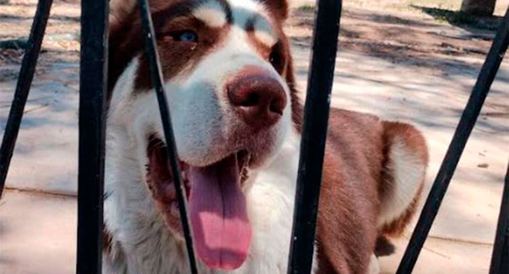 ¿Beneficia cortar pelo de los perritos?: Estos son algunos consejos para cuidar a tus mascotas