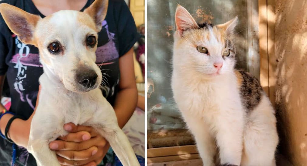 Llaman veterinarios a cuidar los ojos de tus mascotas ante altas temperaturas para evitar molestias