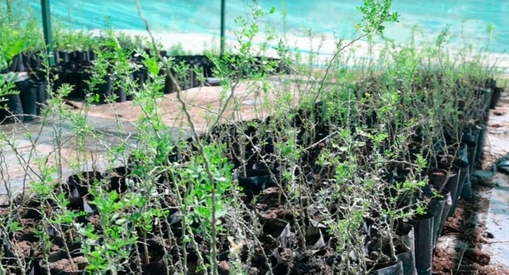 Sembrarán más de 13 mil árboles para reforestar Parque La Sauceda, en Hermosillo