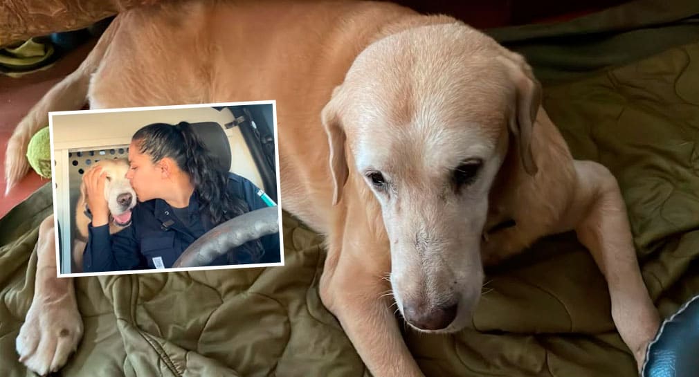 Muere ‘Bubú’, binomio canino que cumplió su misión por 9 años en la Policía de Hermosillo