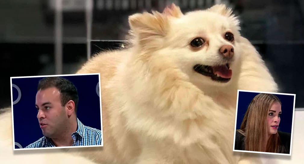 La perrita ‘Channel’ murió por golpe producido por caída, señala necropsia hecha en Hermosillo