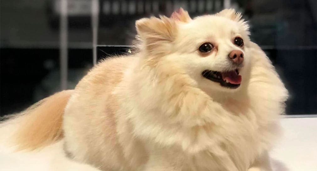 Confirma FGJE muerte de perrita ‘Channel’ por paro cardorespiratorio; solicita imputar por probable delito de responsabilidad médica técnica