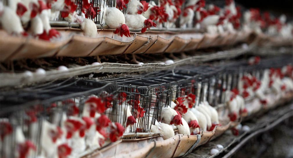 Pide infectólogo vigilar granjas ante contagio humano de cepa AH5N2