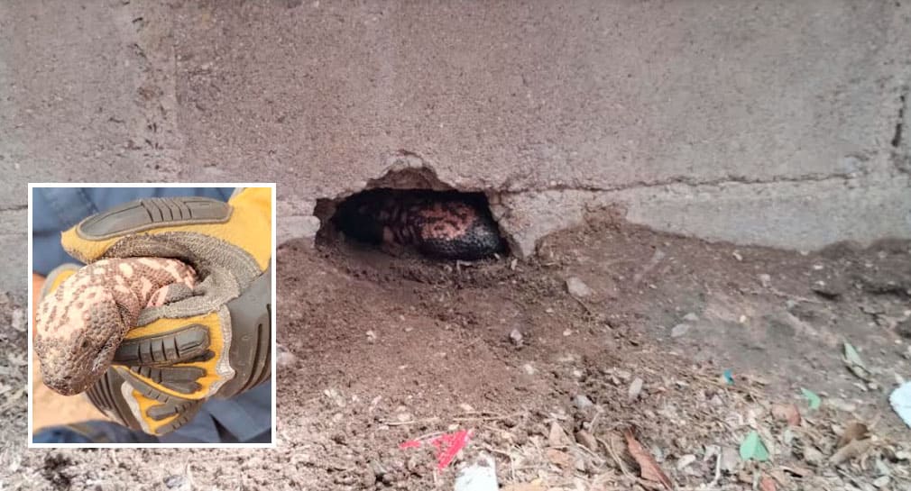 Capturan Bomberos monstruo de Gila en primaria al sur de Hermosillo