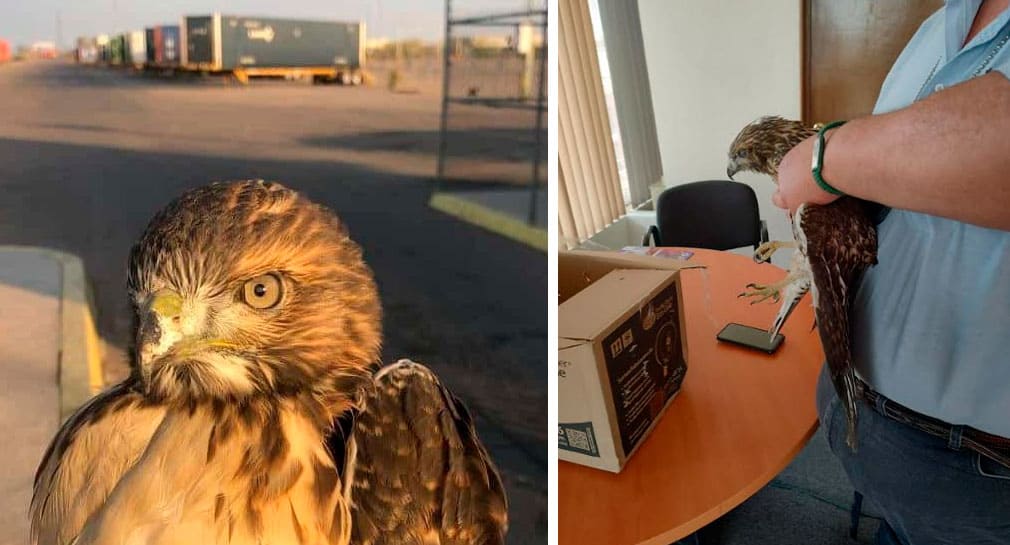 Rescatan a halcón lastimado y deshidratado en carretera Hermosillo-Sahuaripa Rescatan a halcón lastimado y deshidratado en carretera Hermosillo-Sahuaripa