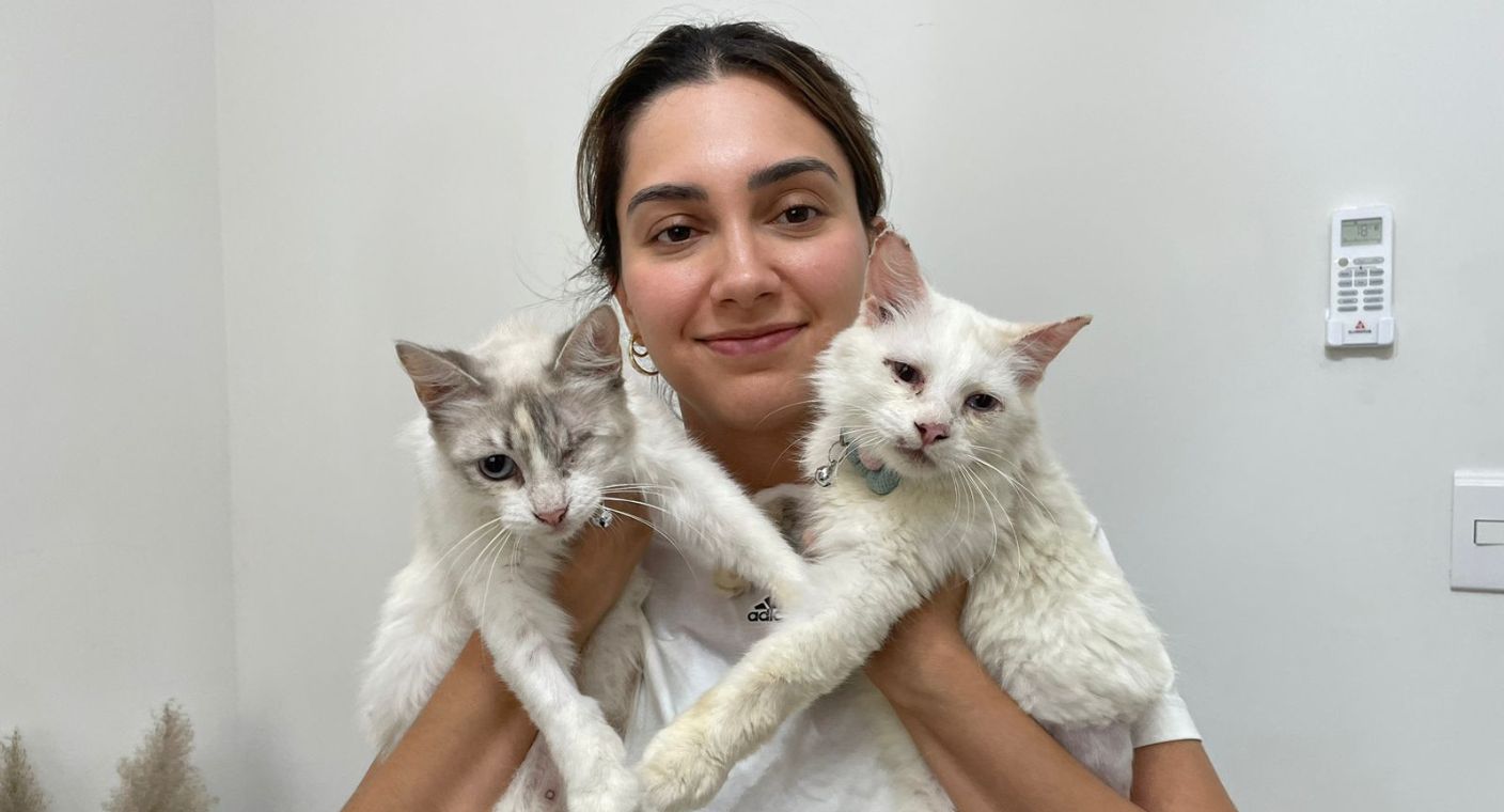 Gatitos rescatados ‘Nala’ y ‘Cala’ buscan un hogar y una familia que los quiera en Hermosillo