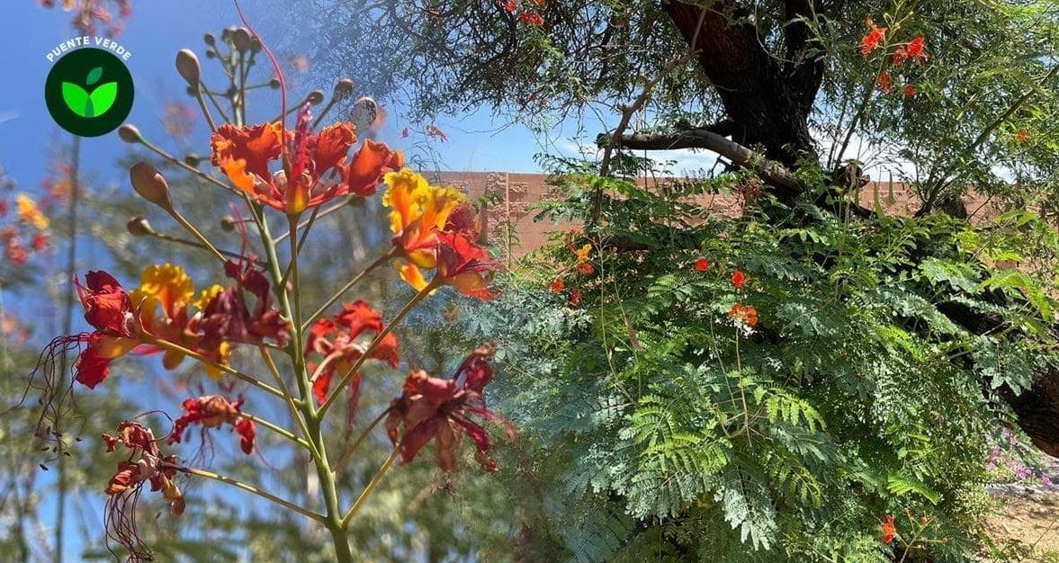 Tabachines de la sierra, arbustos nativos de Sonora ideales para cobertura vegetal y creación de jardines polinizadores
