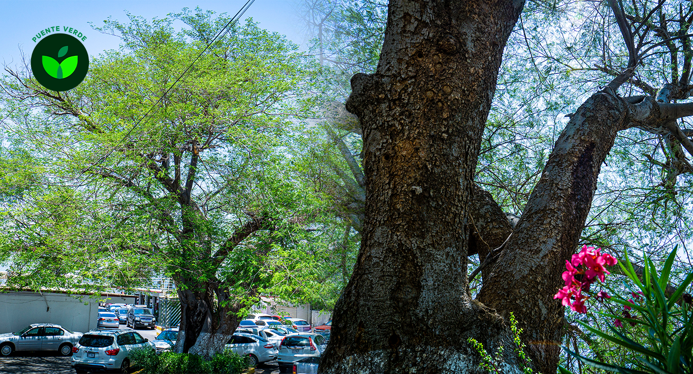 El árbol más viejo de Hermosillo es un huanacaxtle de Yucatán y ha sobrevivido a las altas temperaturas desde hace 129 años