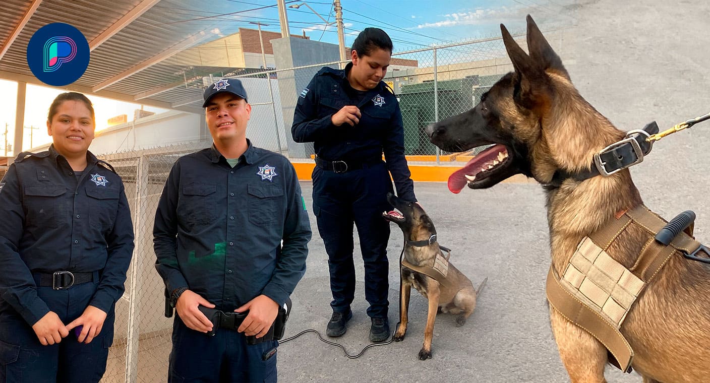 ‘Rick’, ‘Juanito’, ‘Rubis’ y ‘Luther’ son los perritos policías que combaten delitos y cuidan de los ciudadanos de Hermosillo