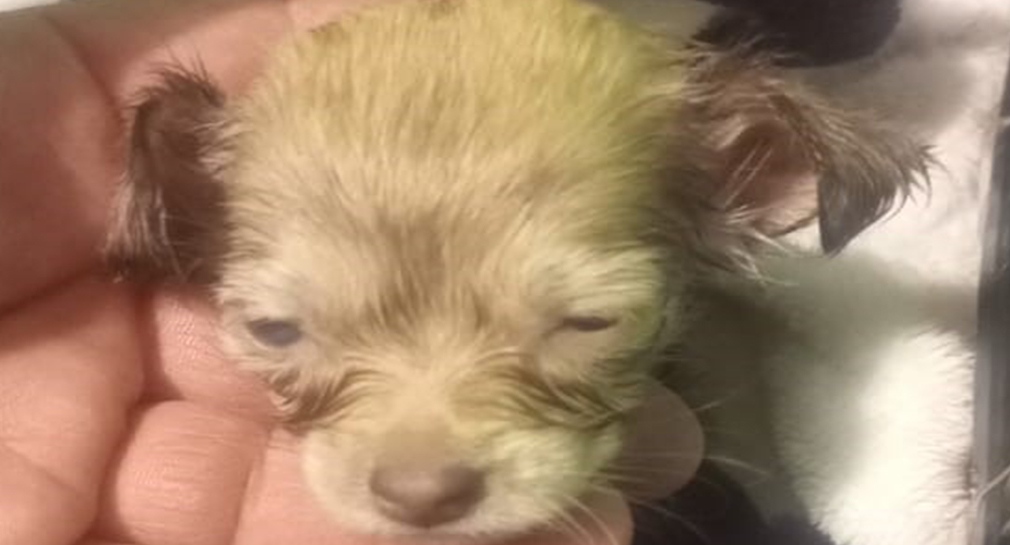 Solicitan apoyo para perrita abandonada en costal en colonia Las Minitas de Hermosillo