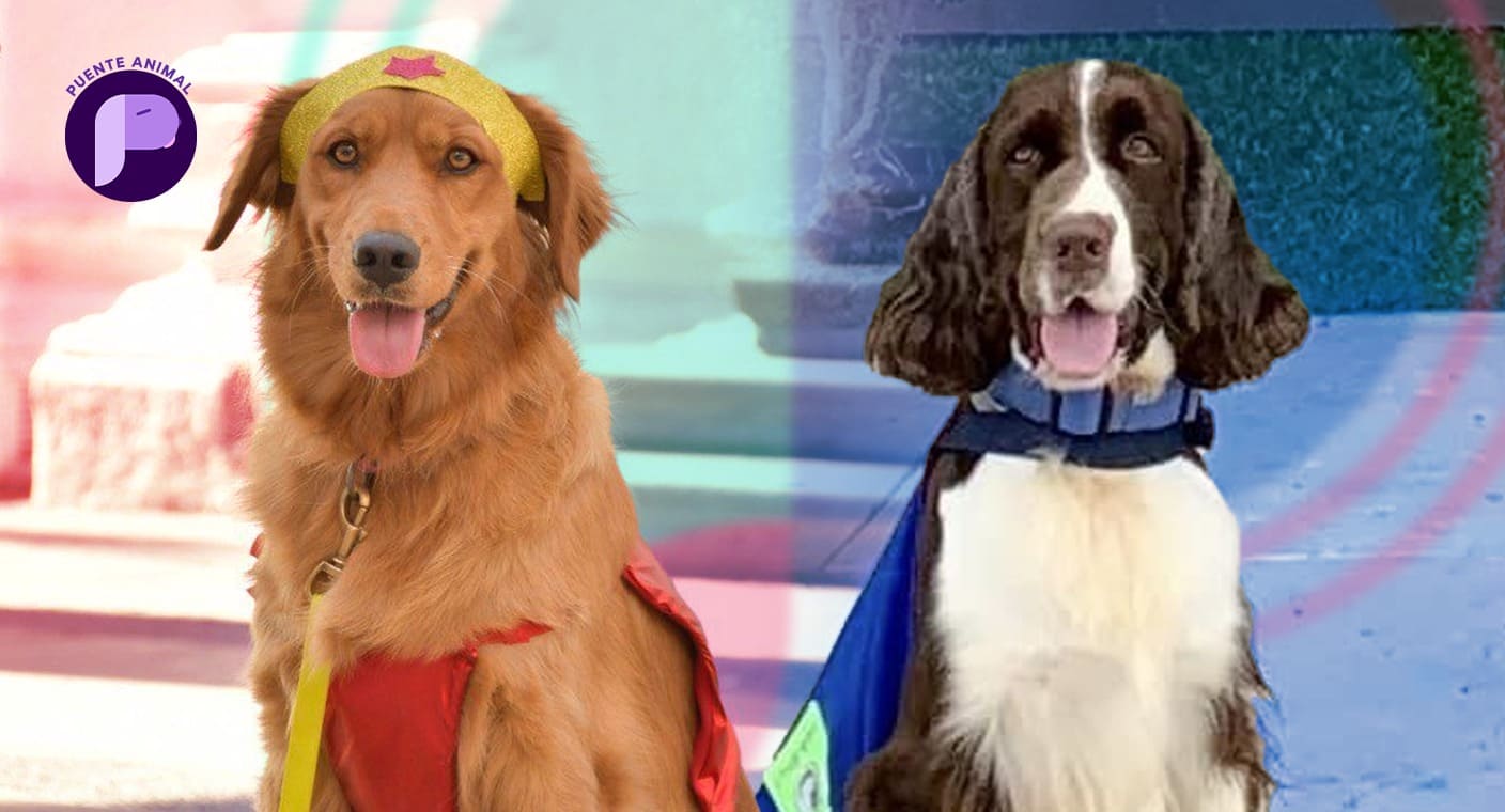 Perritos acompañan a menores para ayudarlos a declarar ante el Ministerio Público en terapia canina de SIPINNA, Fiscalía de Sonora y Club Camiso