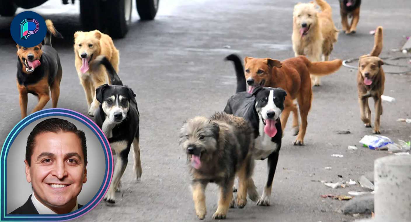 Hay cerca de 300 mil animales sueltos o con dueños que no los cuidan en calles de Hermosillo: IPBA
