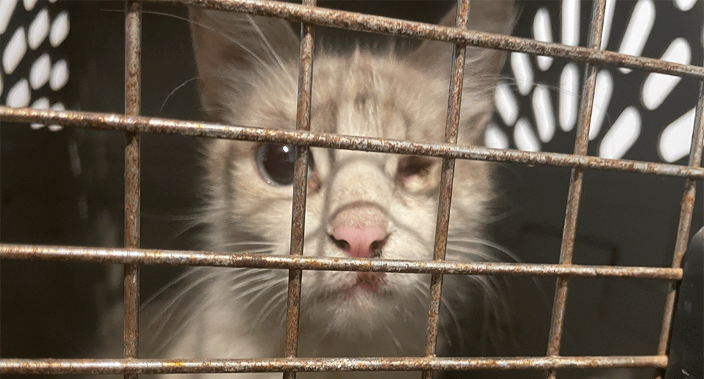 Pawtitas Unidas pide apoyo para tratamiento de cuatro gatitos que fueron rescatados en Hermosillo
