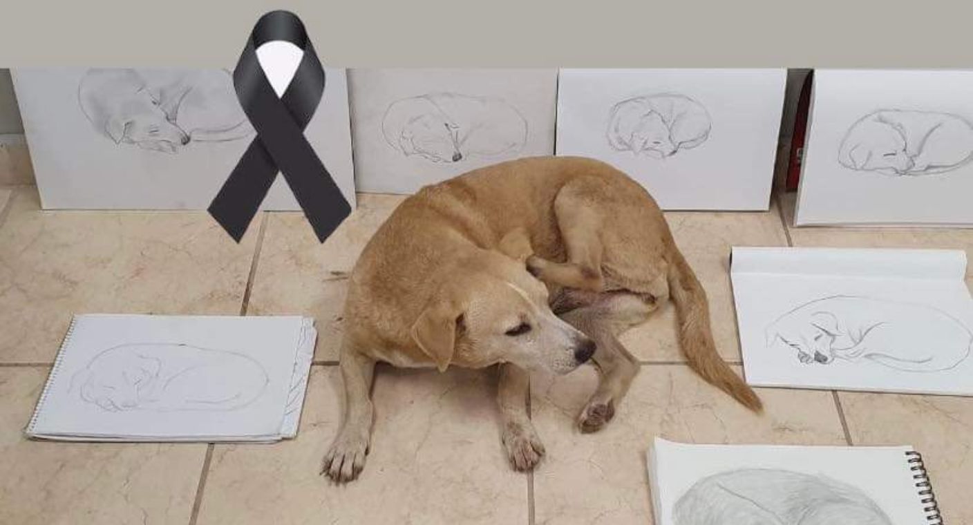 ¡Adiós Güera! Despiden a perrita que falleció tras 15 años de dar alegría a alumnos en Cobach Navojoa
