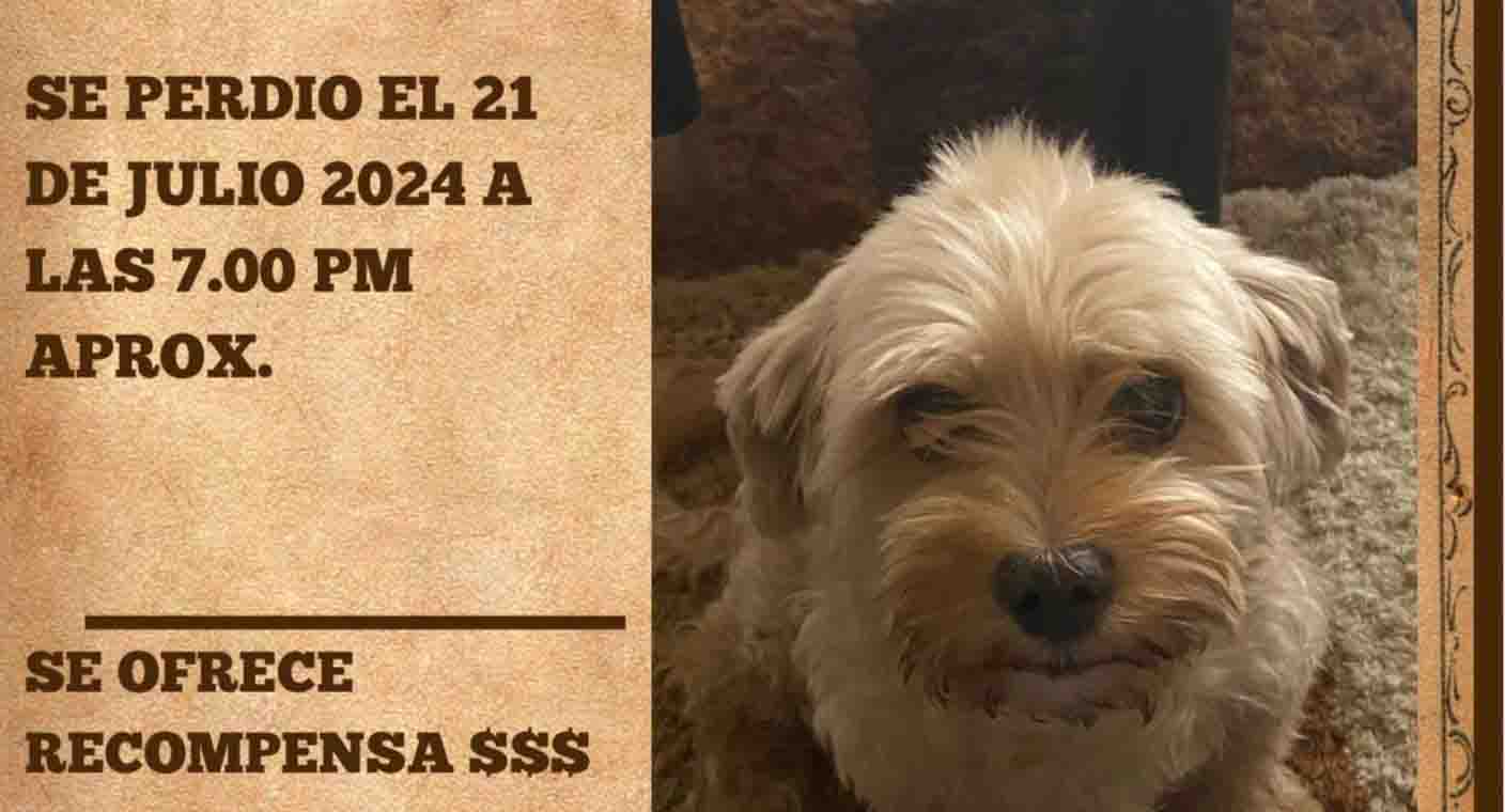 Se busca a ‘Toby’, perrito extraviado cerca de colonia Las Torres en Hermosillo