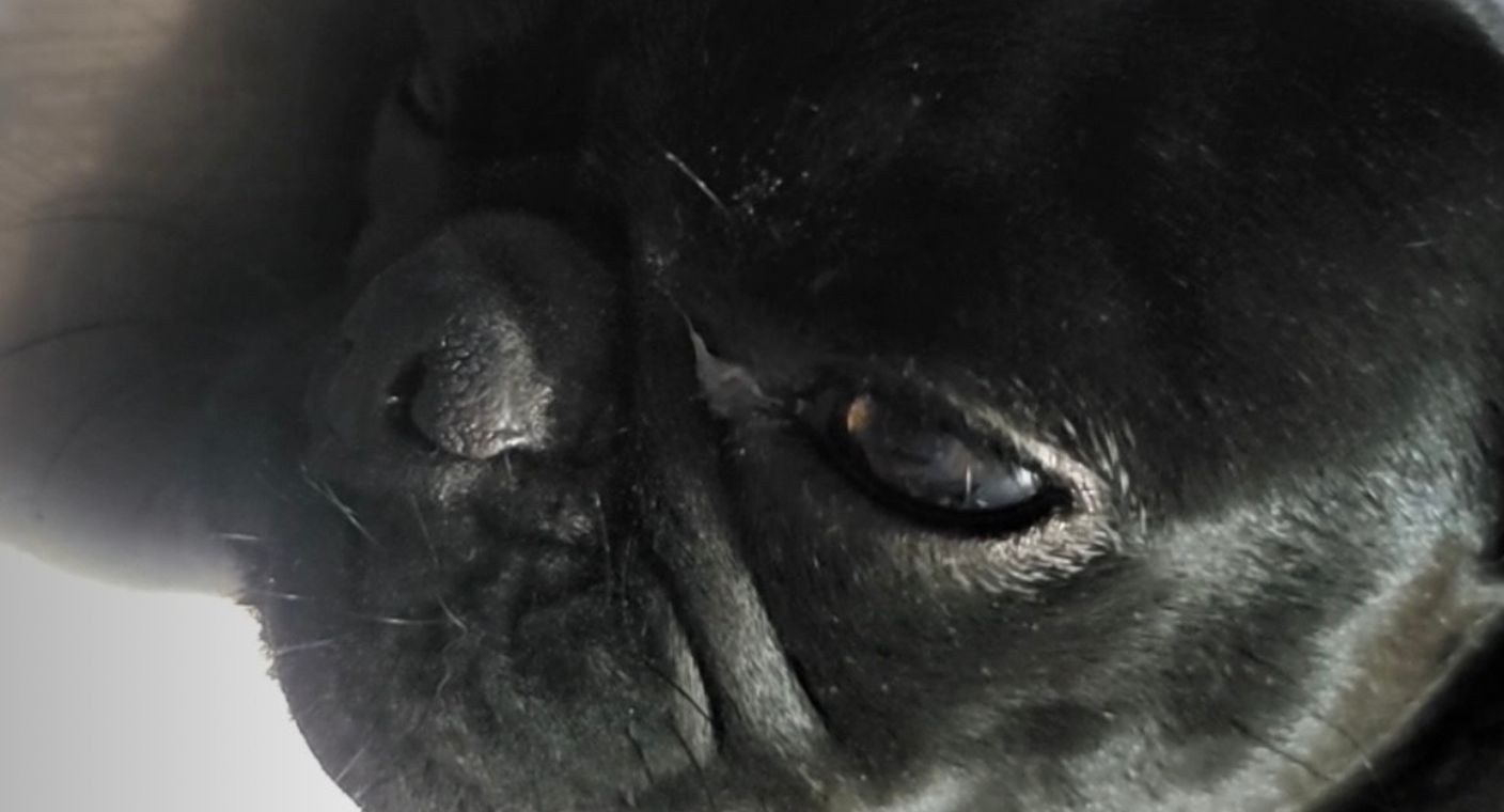 Rescatan a perrita herida de gravedad tras ataque armado en colonia Balderrama de Hermosillo