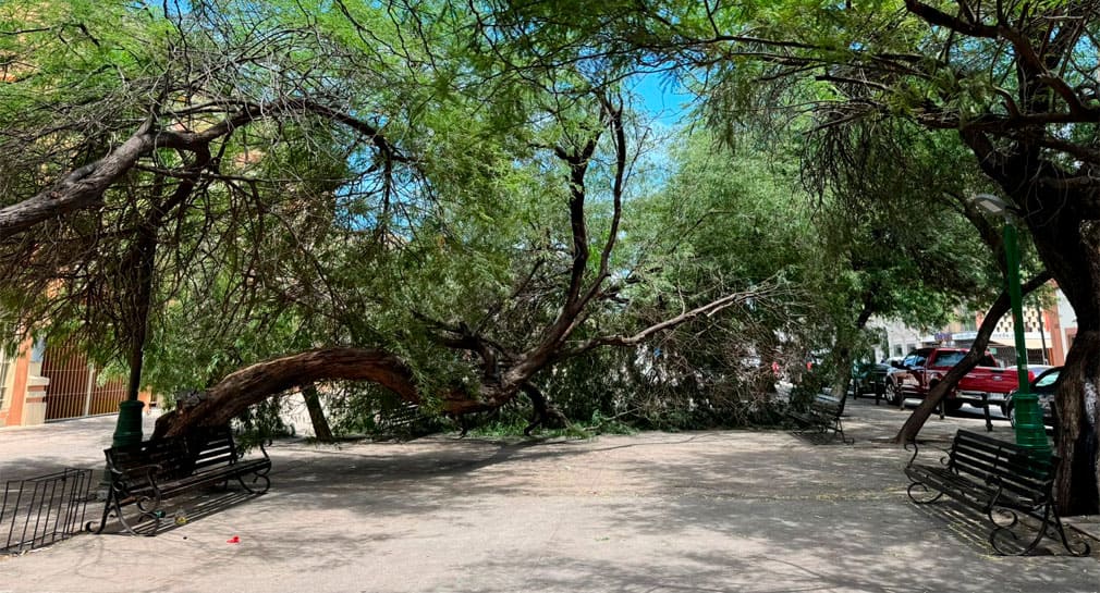 Cae mezquite en Plaza Hidalgo de Hermosillo y bloquea paso de peatones; no reportan heridos
