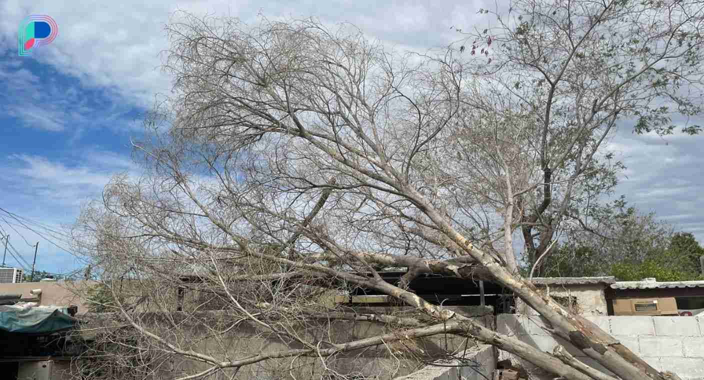 Causan derrumbe de árboles y postes fuertes vientos de viernes por la noche en Hermosillo