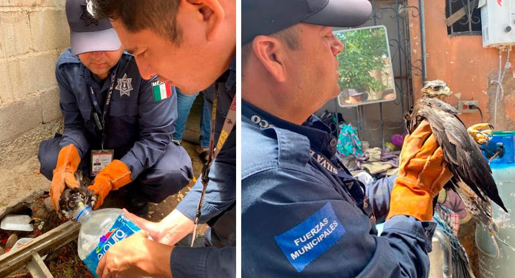 Rescatan a halcón deshidratado en patio de casa al norte de Hermosillo