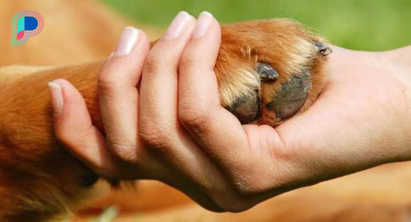 Judicializan y emiten orden de aprehensión contra Marcela ‘N’ por maltrato animal a ‘Patitas’