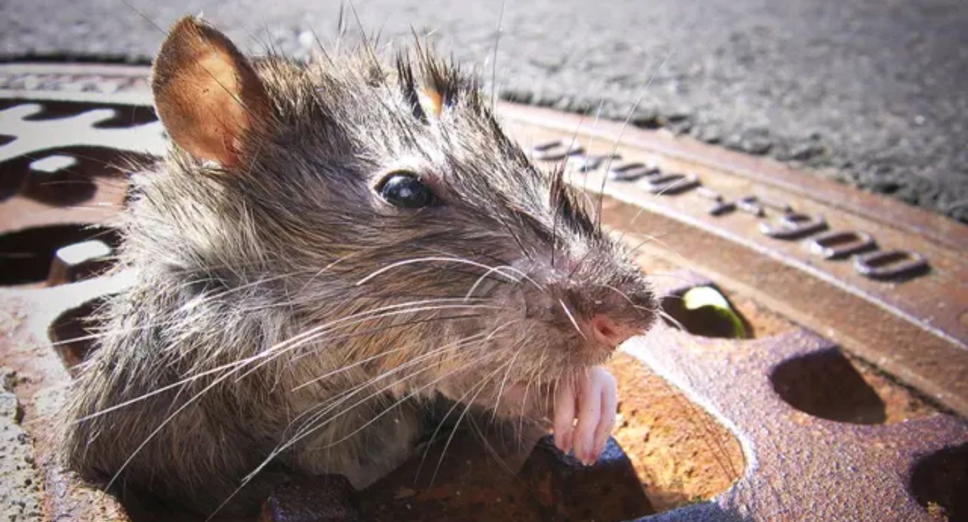 Reunirán a expertos en control de roedores para combatir ‘Guerra contra las Ratas’ en Nueva York