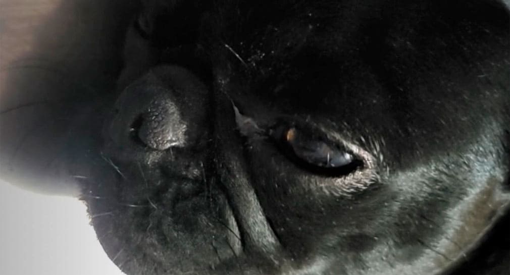Muere ‘Alejandra’, perrita pug, al no superar heridas de bala tras agresión armada al norte de Hermosillo