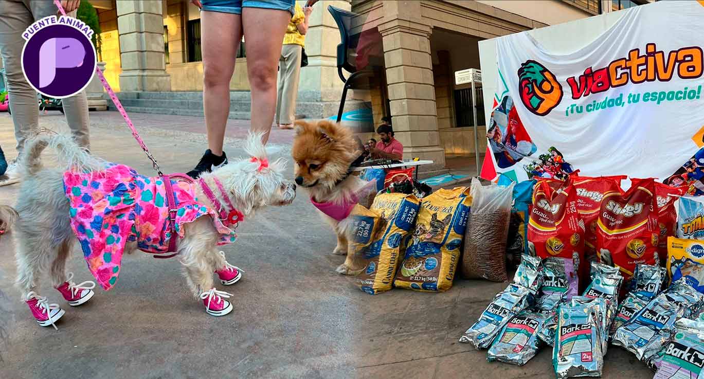 ¡Nos sumamos al Croquetón! Trae tus donaciones a Proyecto Puente y apoya al albergue Vidas con Causa en Hermosillo